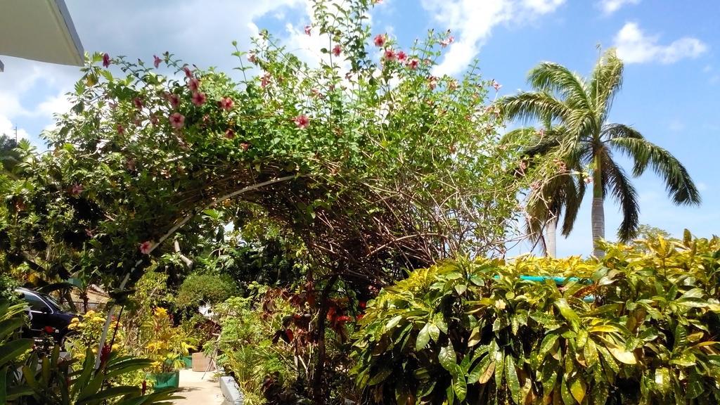 Palm View Guest House Montego Bay Eksteriør bilde