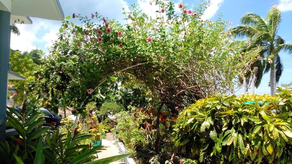 Palm View Guest House Montego Bay Eksteriør bilde